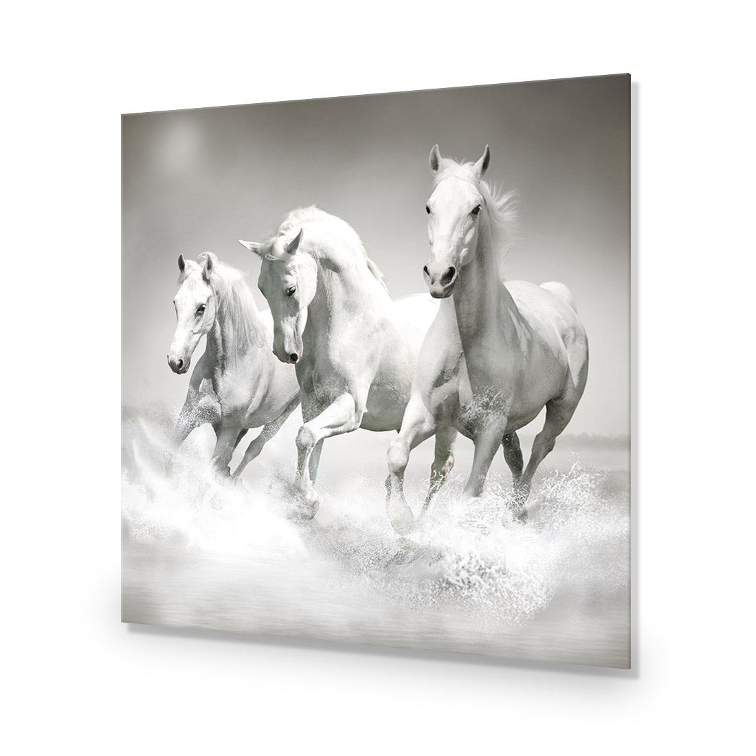 White Horse Beauty, Black and White (square) - Wall Art Designs - 1696_BS_Q WAD_AP - 030 - EDG_37x37_NONE