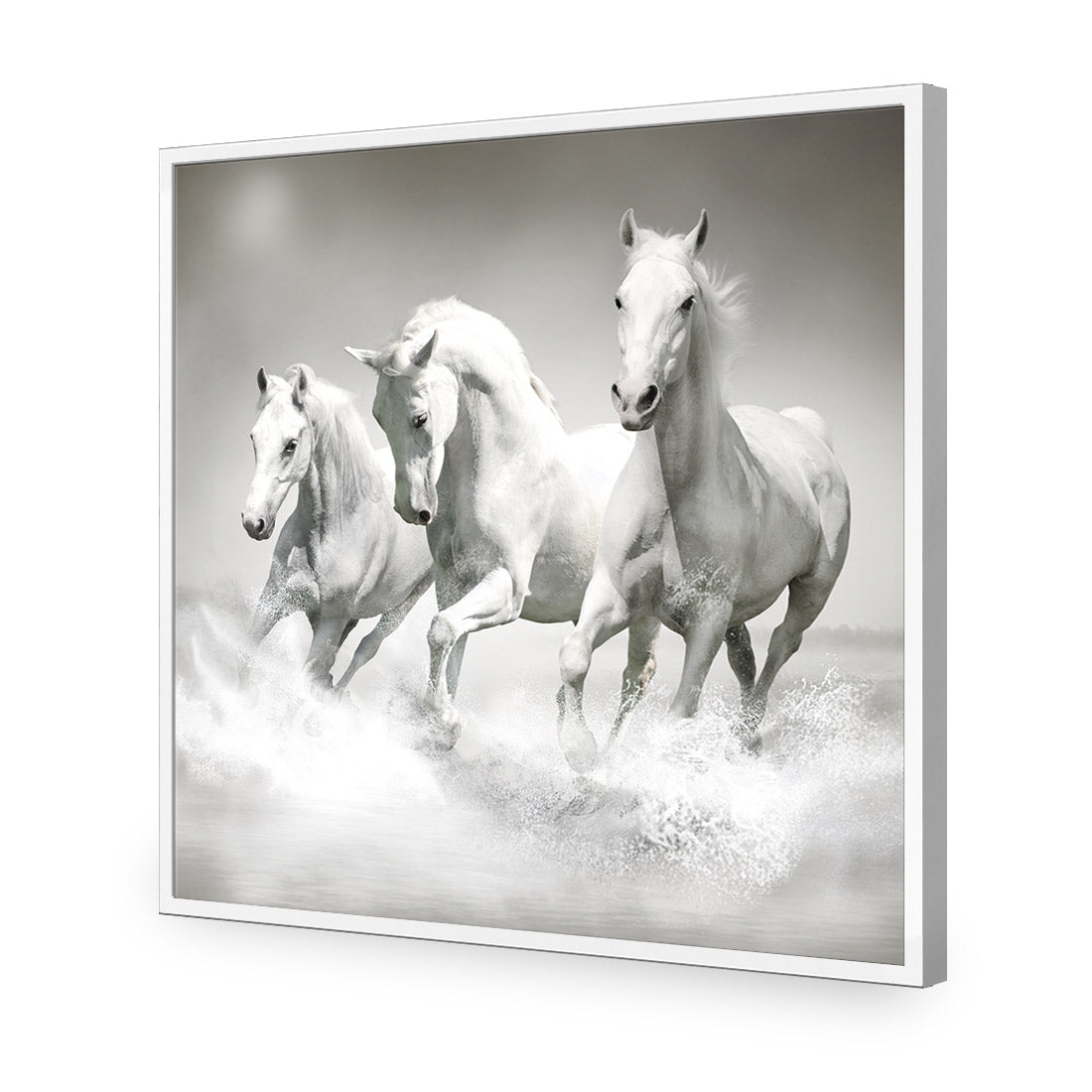 White Horse Beauty, Black and White (square) - Wall Art Designs - 1696_BS_Q WAD_AP - 030 - EDG_37x37_S - 2538 - WHT