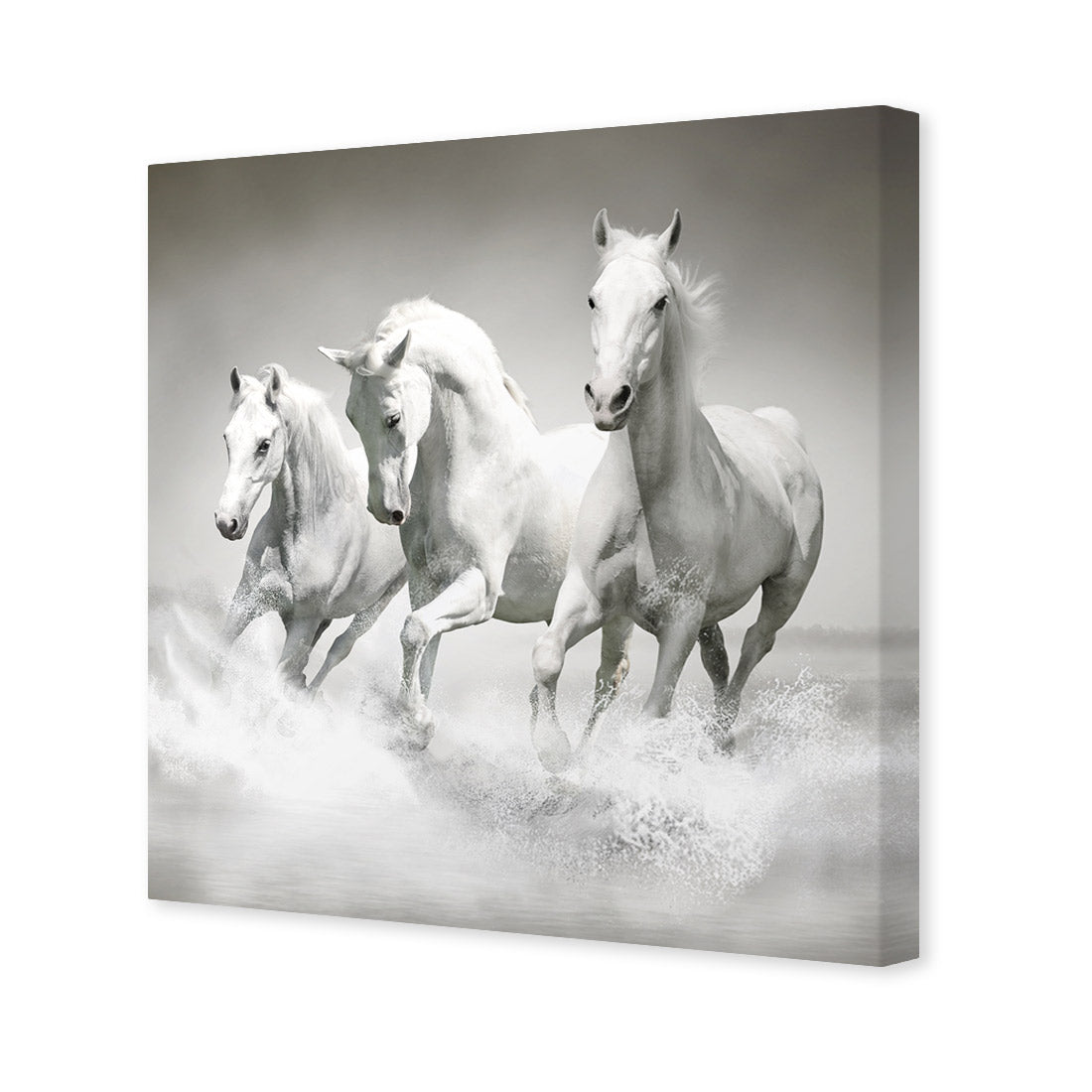 White Horse Beauty, Black and White (square) - Wall Art Designs - 1696_BS_Q WAD_CP - MPY - 260 - M - S - S_37x37_NONE