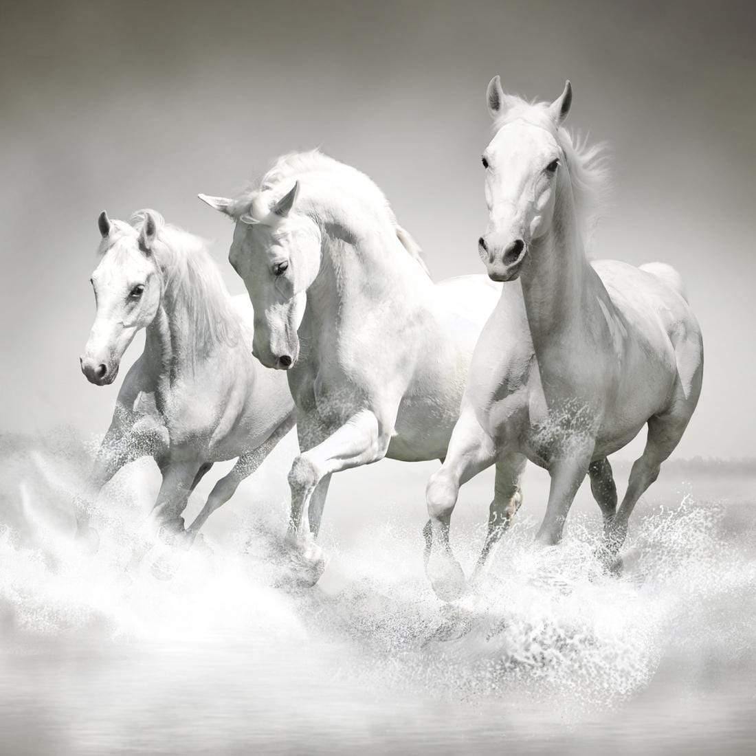 White Horse Beauty, Black and White (square) - Wall Art Designs - 1696_BS_Q WAD_CP - MPY - 260 - M - S - S_37x37_NONE