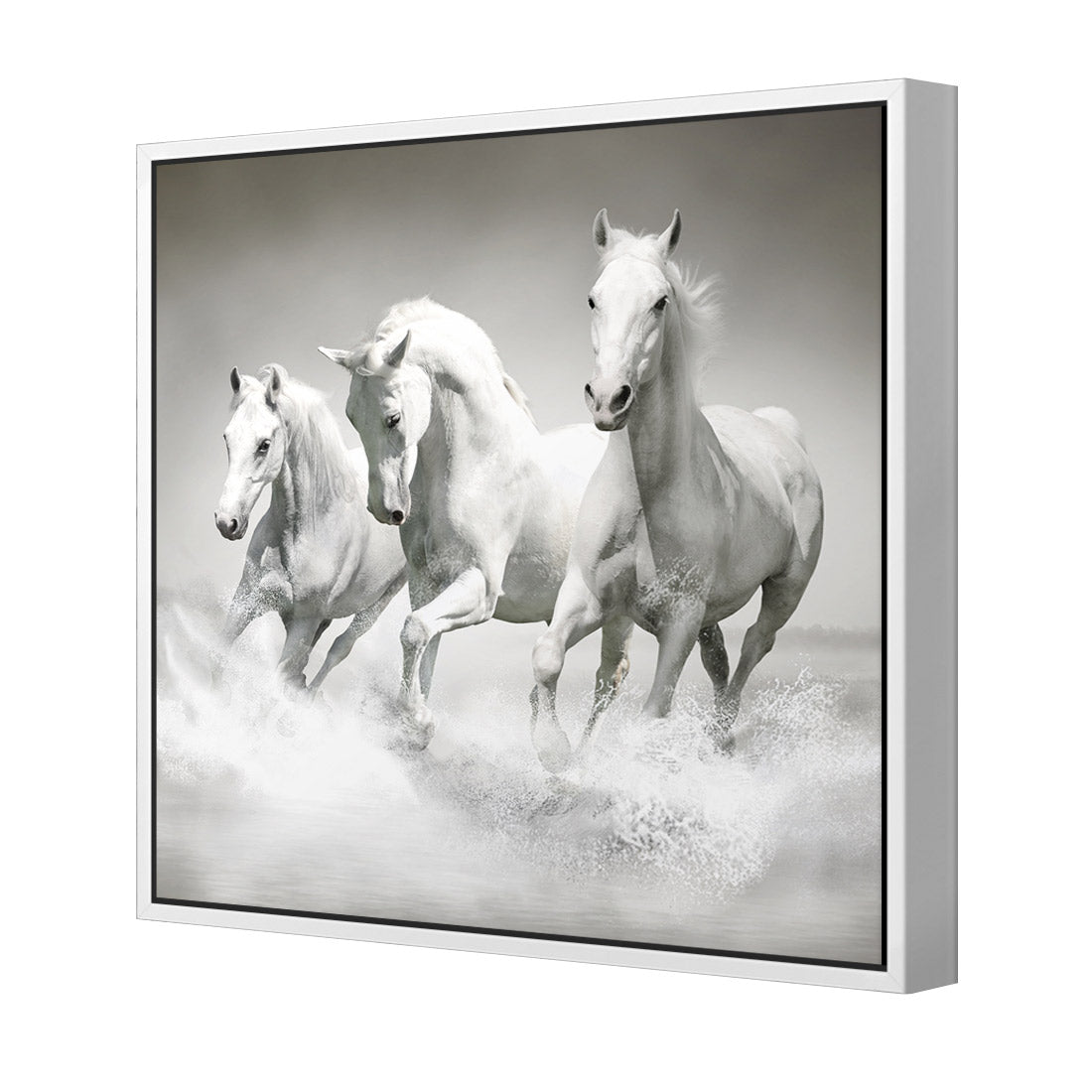 White Horse Beauty, Black and White (square) - Wall Art Designs - 1696_BS_Q WAD_CP - MPY - 260 - M - S - S_37x37_S - 1550 - WHT