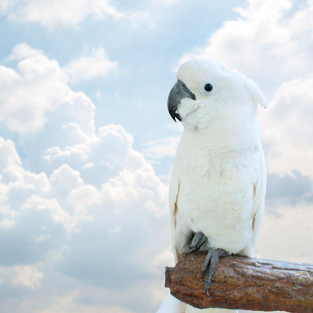 Winston the White Cockatoo - Wall Art Designs - 3095_AS_Q WAD_CP - MPY - 260 - M - S - S_37x37_NONE