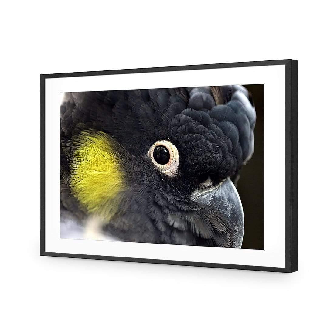 Yellow Tailed Black Cockatoo - Wall Art Designs - 3101_AR_H WAD_CP - MPY - 260 - M - S - S_45x30_NONE