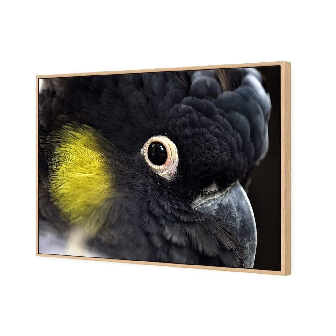 Yellow Tailed Black Cockatoo - Wall Art Designs - 3101_AR_H WAD_CP - MPY - 260 - M - S - S_45x30_NONE