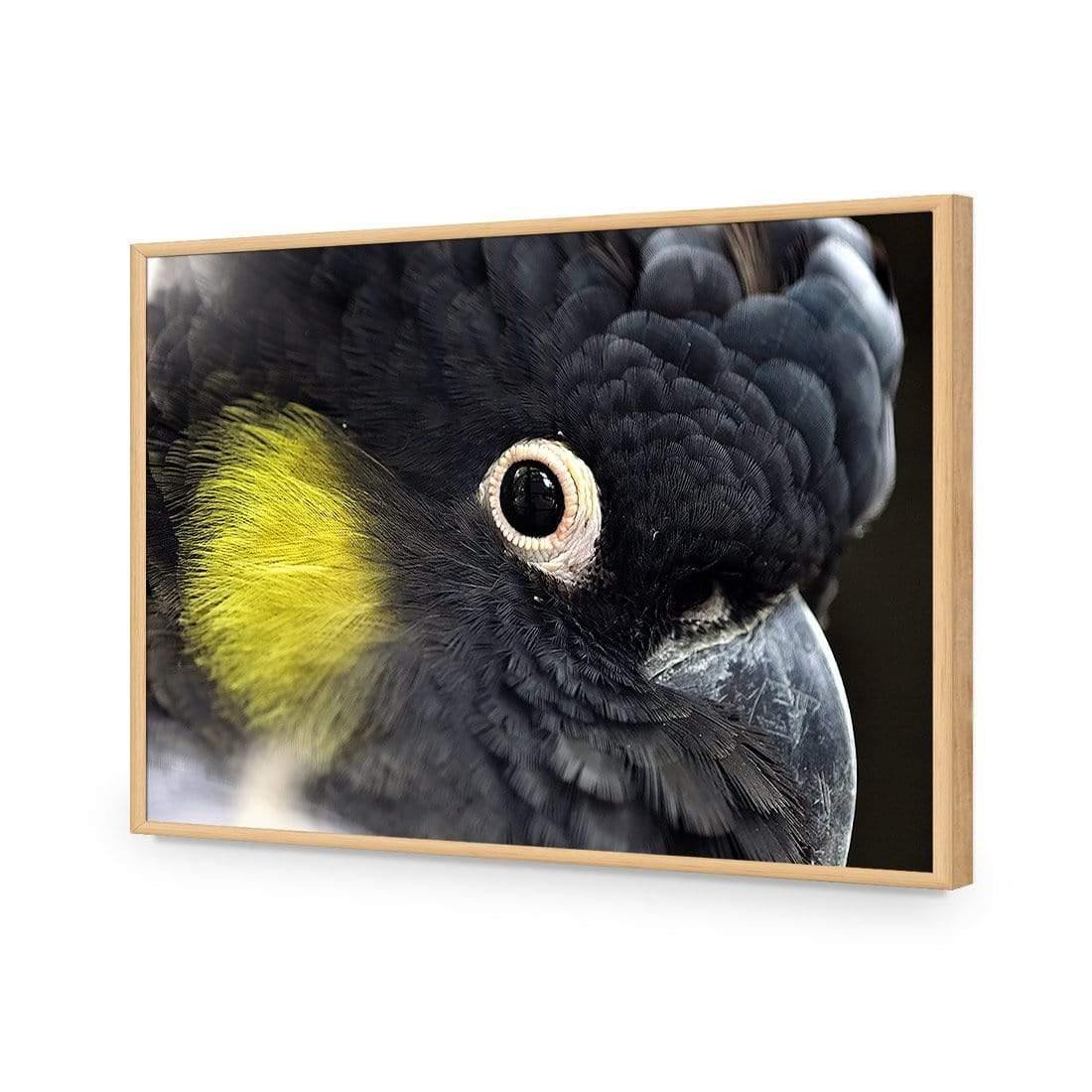 Yellow Tailed Black Cockatoo - Wall Art Designs - 3101_AR_H WAD_CP - MPY - 260 - M - S - S_45x30_NONE