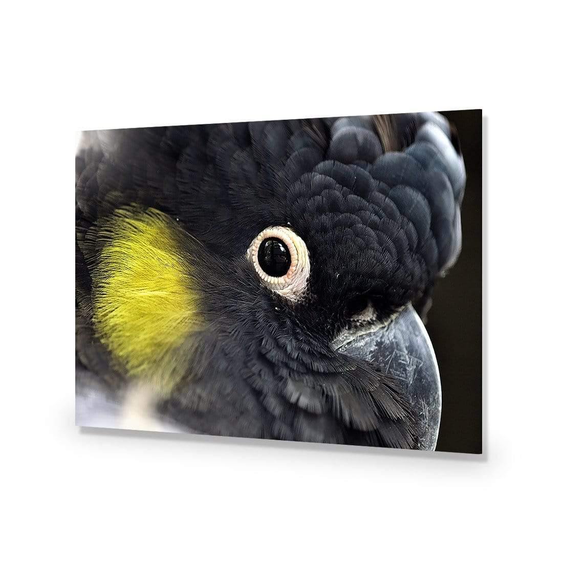 Yellow Tailed Black Cockatoo - Wall Art Designs - 3101_AR_H WAD_CP - MPY - 260 - M - S - S_45x30_NONE