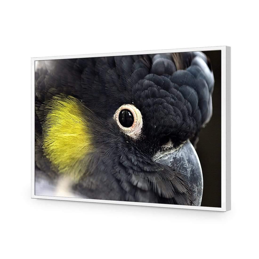 Yellow Tailed Black Cockatoo - Wall Art Designs - 3101_AR_H WAD_CP - MPY - 260 - M - S - S_45x30_NONE