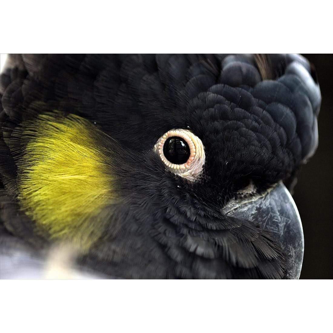 Yellow Tailed Black Cockatoo - Wall Art Designs - 3101_AR_H WAD_CP - MPY - 260 - M - S - S_45x30_NONE