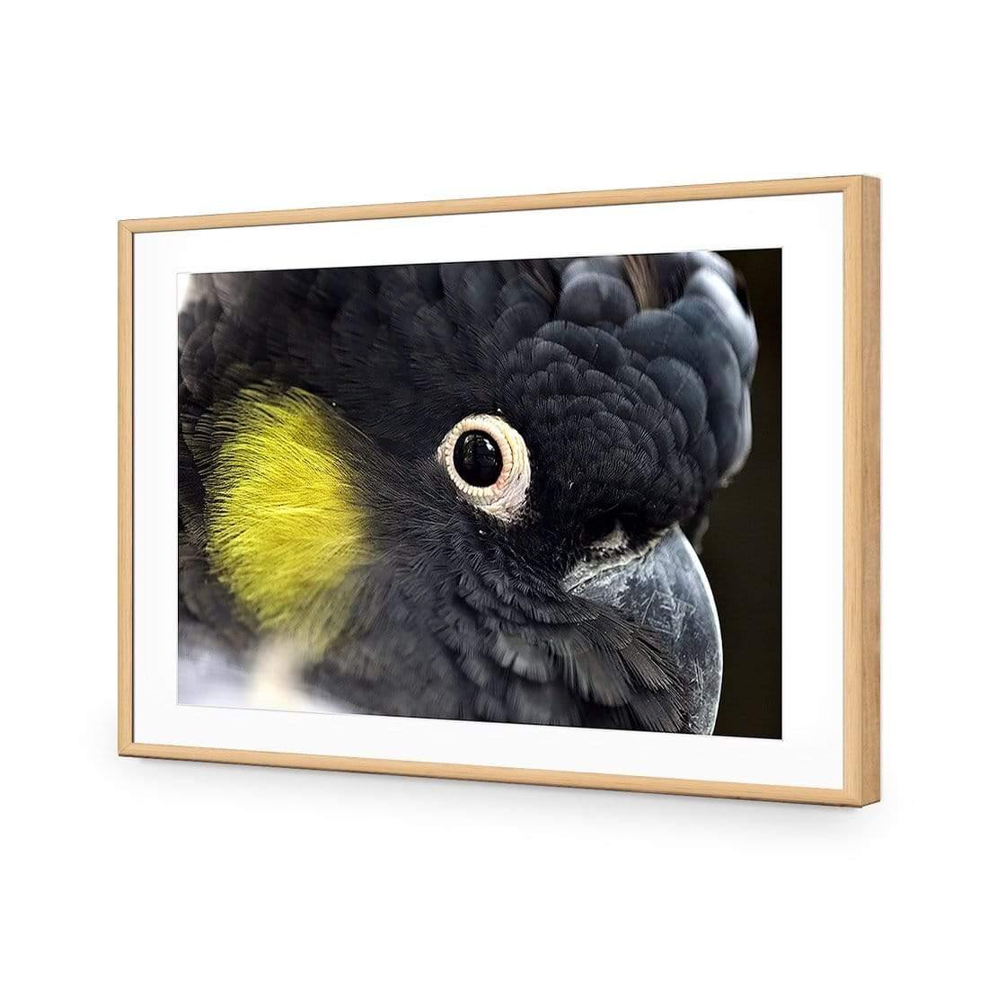 Yellow Tailed Black Cockatoo - Wall Art Designs - 3101_AR_H WAD_CP - MPY - 260 - M - S - S_45x30_NONE