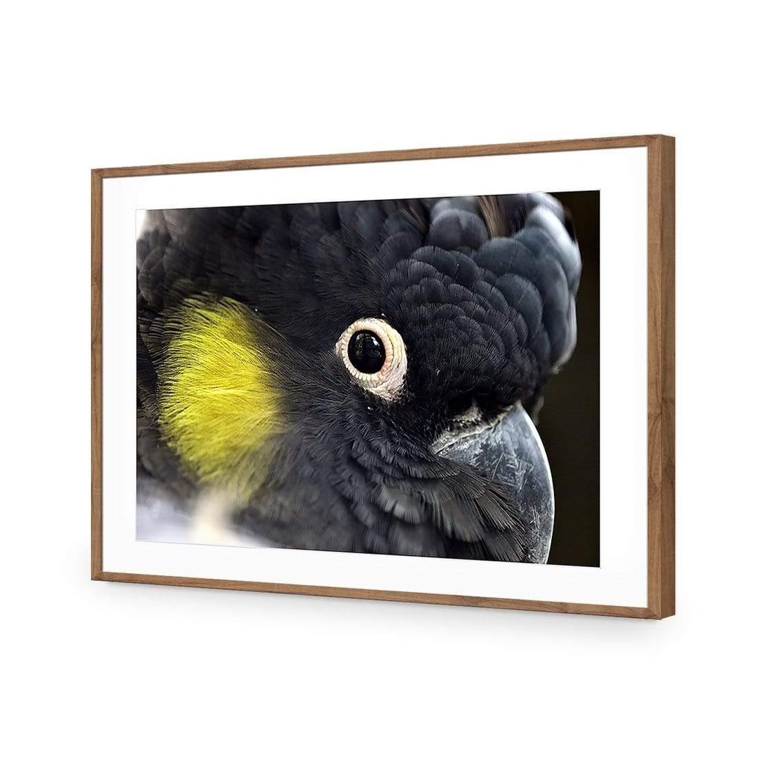 Yellow Tailed Black Cockatoo - Wall Art Designs - 3101_AR_H WAD_CP - MPY - 260 - M - S - S_45x30_NONE