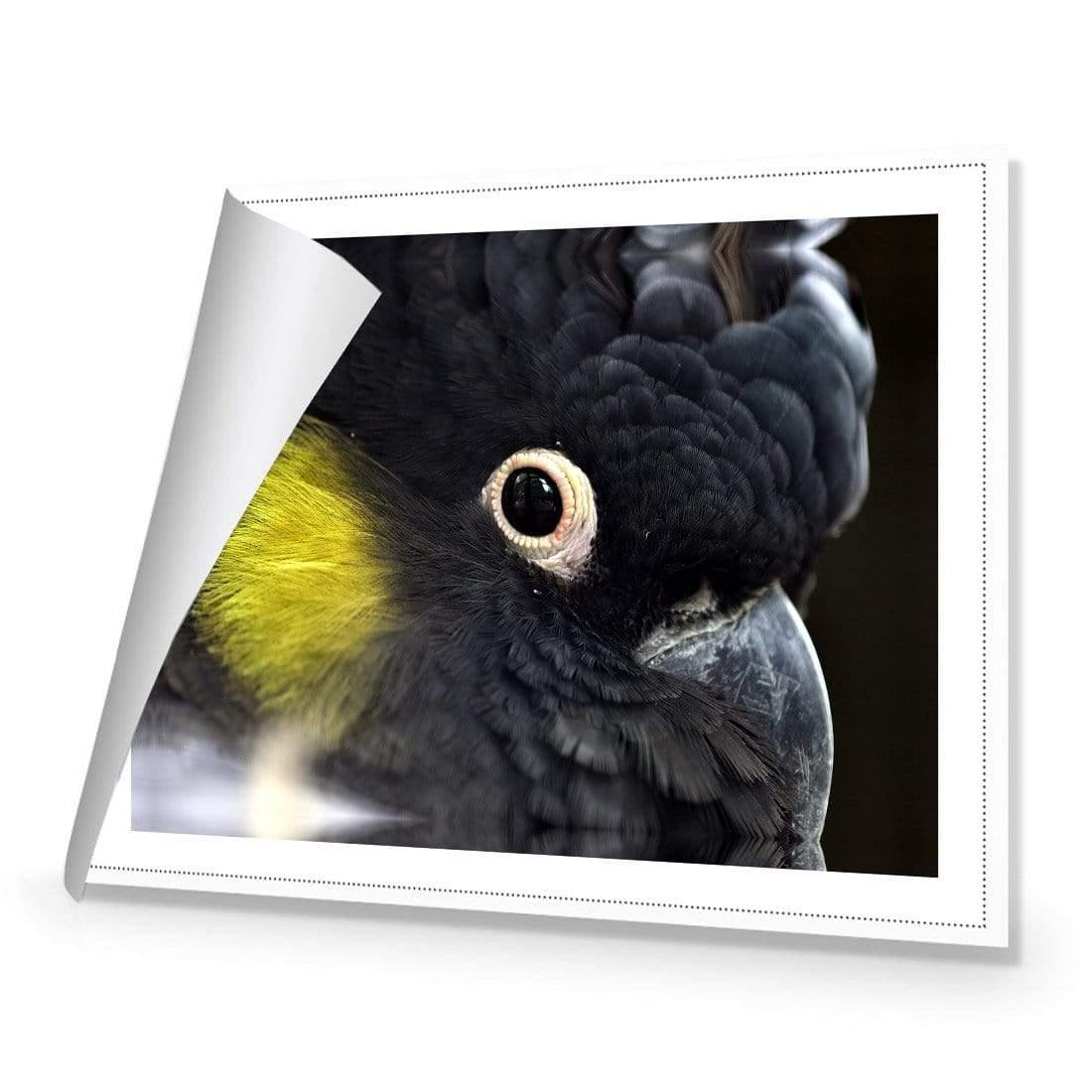 Yellow Tailed Black Cockatoo - Wall Art Designs - 3101_AR_H WAD_CP - MPY - 260 - M - S - S_45x30_NONE