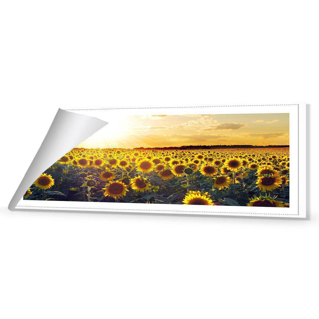 Sunflowers At Sunset, Long | Standard Canvas | No Frame | Rolled Canvas