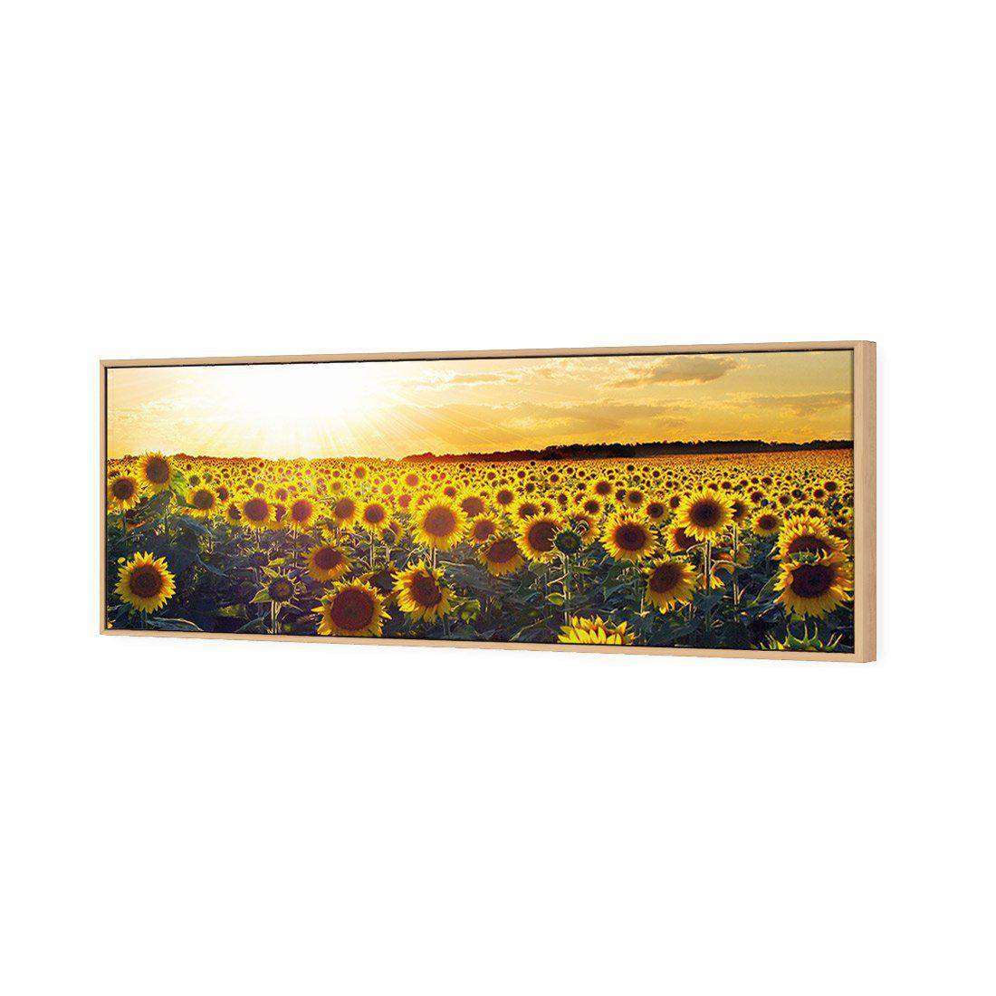 Sunflowers At Sunset, Long | Standard Canvas | Floating Frame | Oak