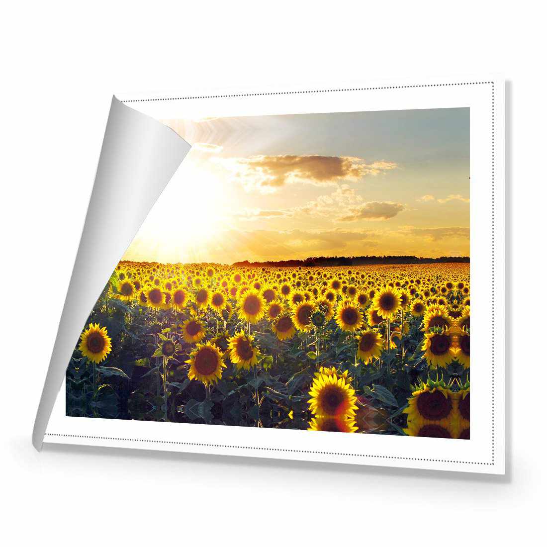 Sunflowers At Sunset Canvas Art-Canvas-Wall Art Designs-45x30cm-Rolled Canvas-Wall Art Designs