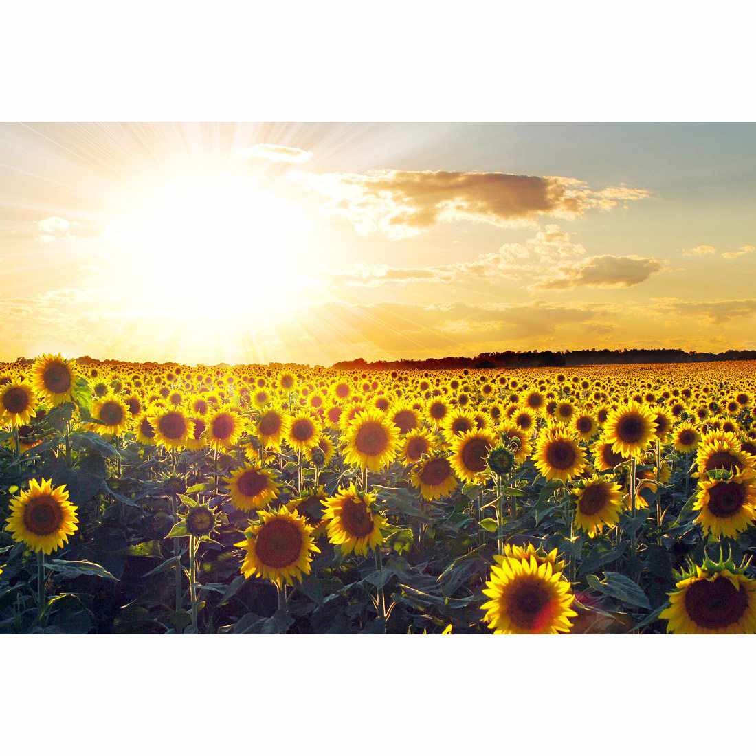 Sunflowers At Sunset, Rectangle