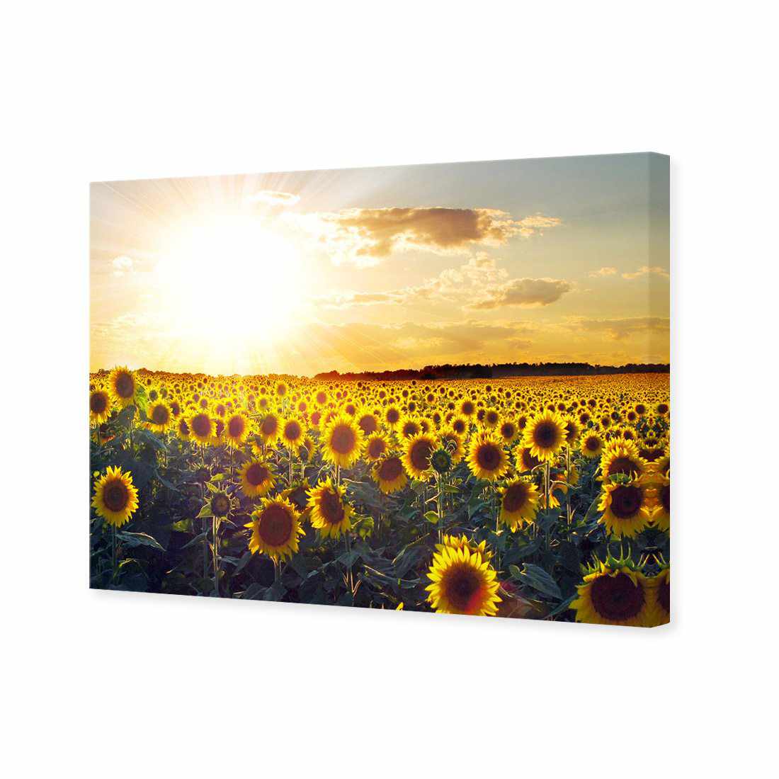 Sunflowers At Sunset, Rectangle | Classic Canvas | No Frame | Stretched Canvas