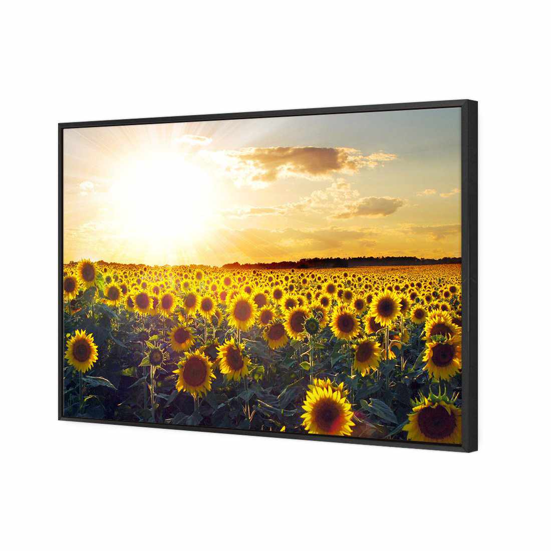 Sunflowers At Sunset Canvas Art-Canvas-Wall Art Designs-45x30cm-Canvas - Black Frame-Wall Art Designs