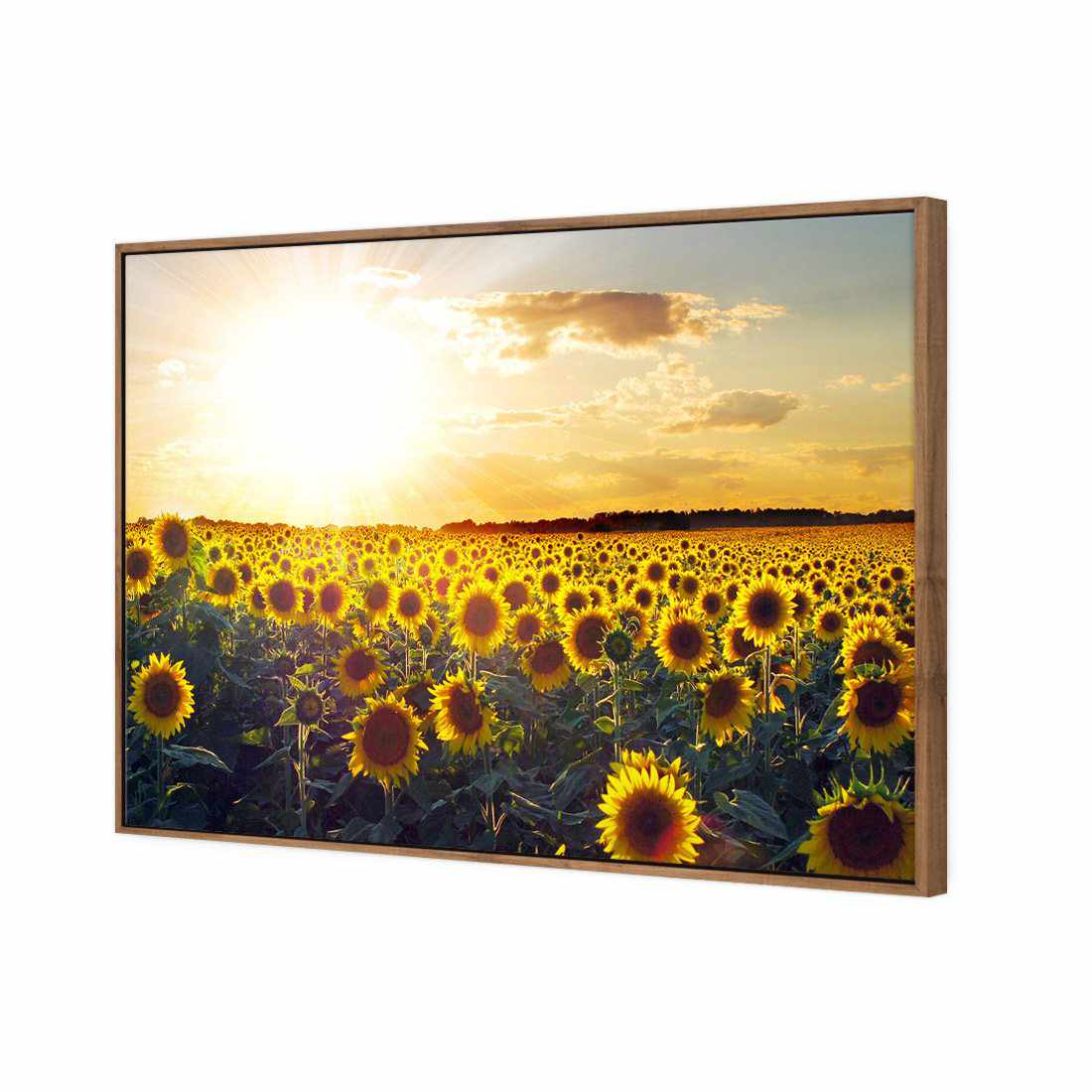 Sunflowers At Sunset, Rectangle | Classic Canvas | Floating Frame | Natural