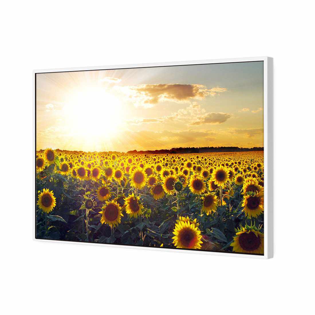 Sunflowers At Sunset, Rectangle | Classic Canvas | Floating Frame | White