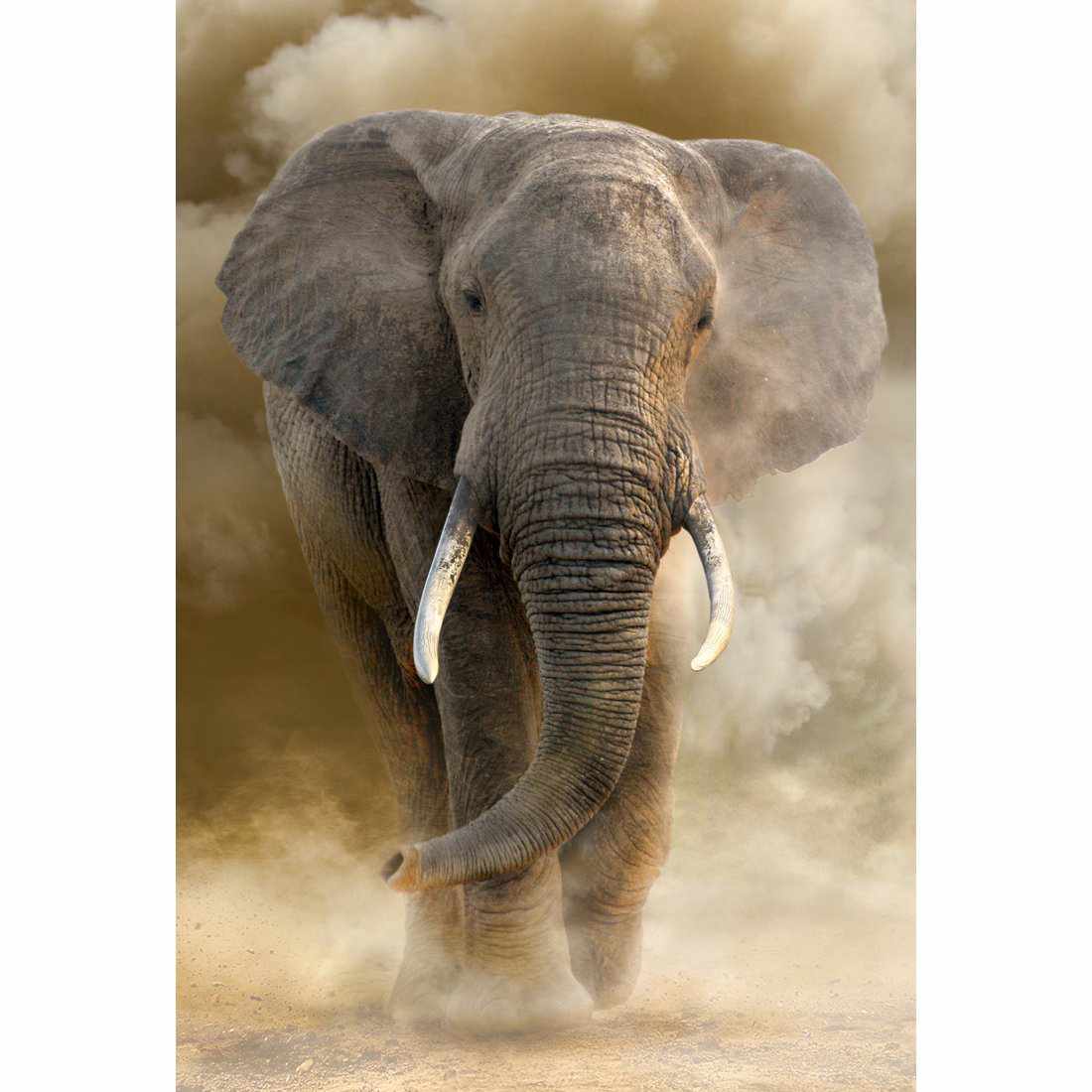 Elephant In Dust Canvas Art-Canvas-Wall Art Designs-45x30cm-Canvas - No Frame-Wall Art Designs