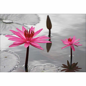 Pop Pink Lilies