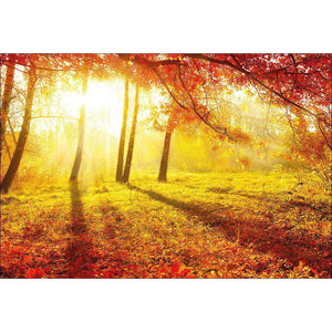 Sun Shadows