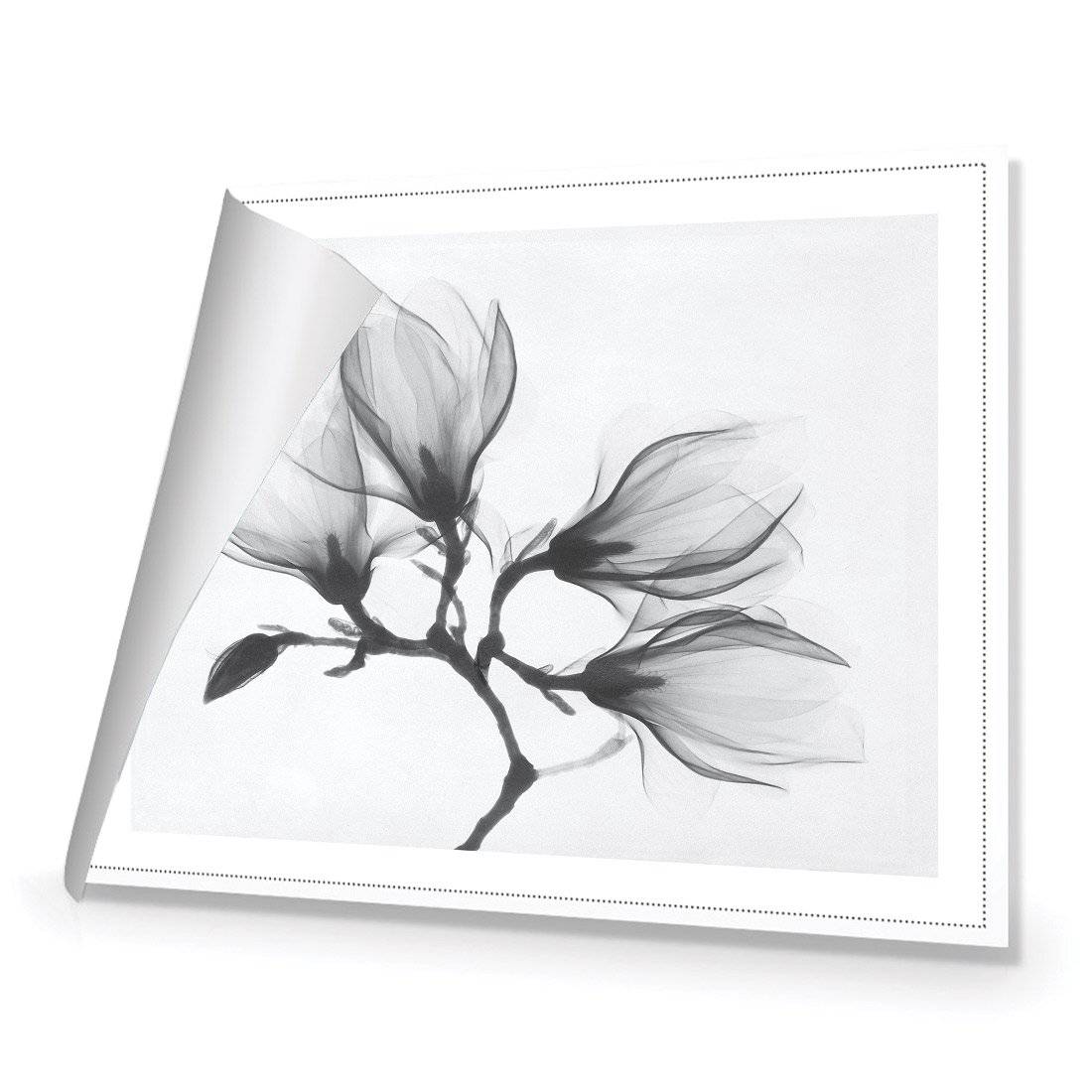 Magnolia Blossoms Canvas Art-Canvas-Wall Art Designs-45x30cm-Rolled Canvas-Wall Art Designs