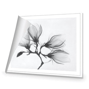 Magnolia Blossoms | Standard Canvas | No Frame | Rolled Canvas