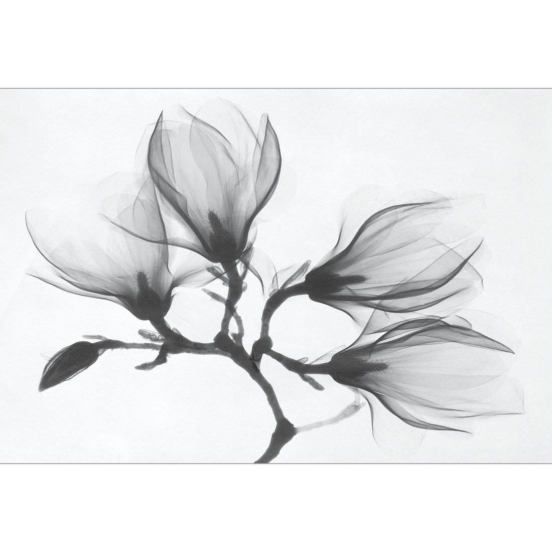 Magnolia Blossoms Canvas Art-Canvas-Wall Art Designs-45x30cm-Canvas - No Frame-Wall Art Designs