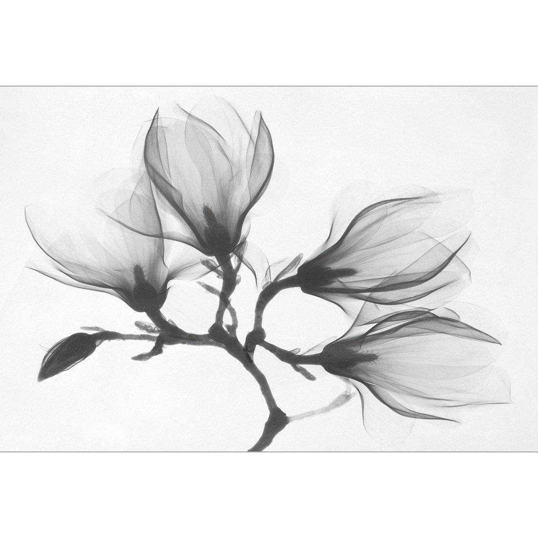 Magnolia Blossoms