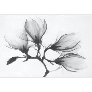 Magnolia Blossoms