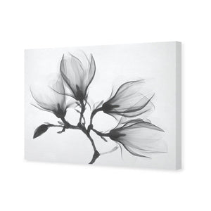 Magnolia Blossoms | Standard Canvas | No Frame | Stretched Canvas