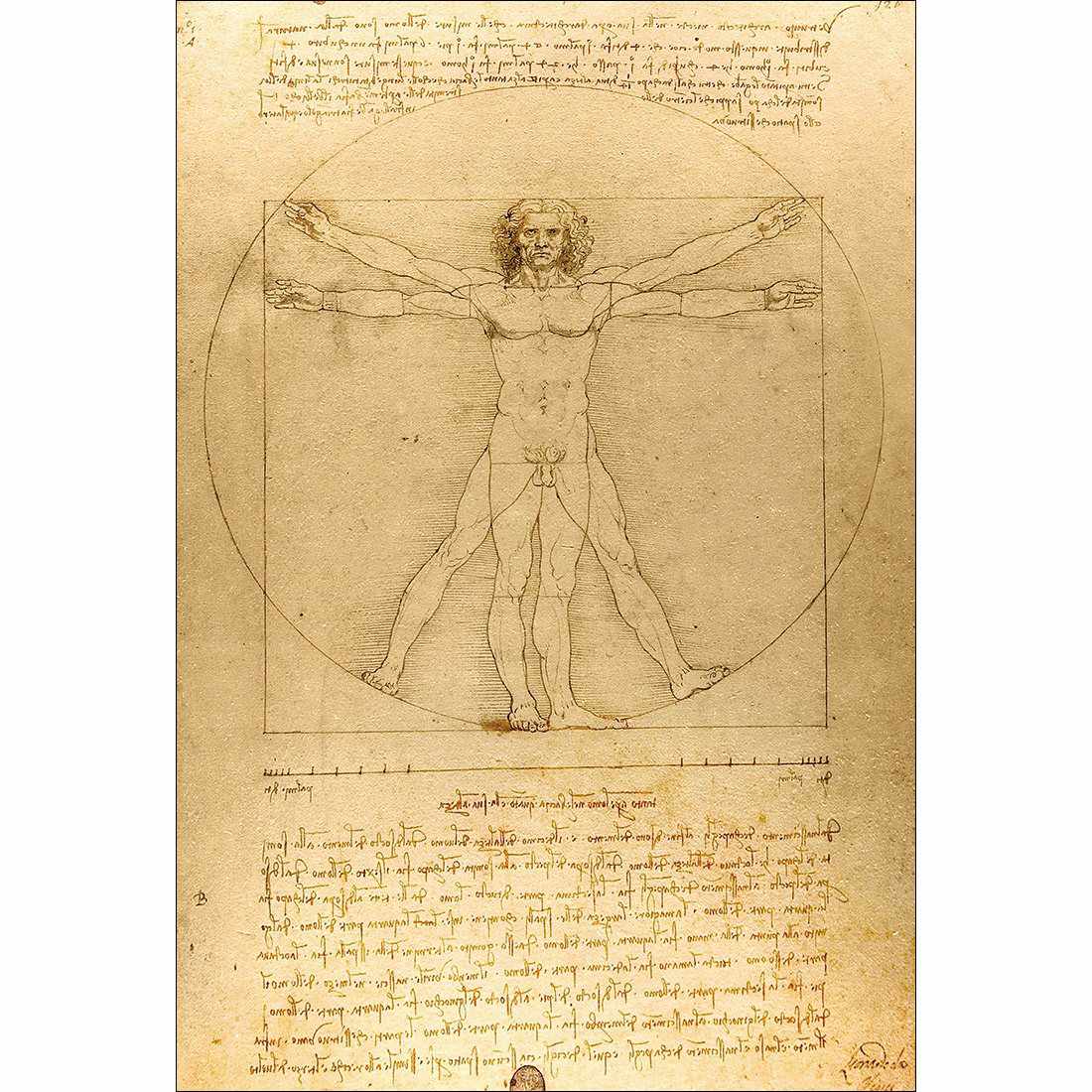 Vitruvian Man by Leonardo Da Vinci