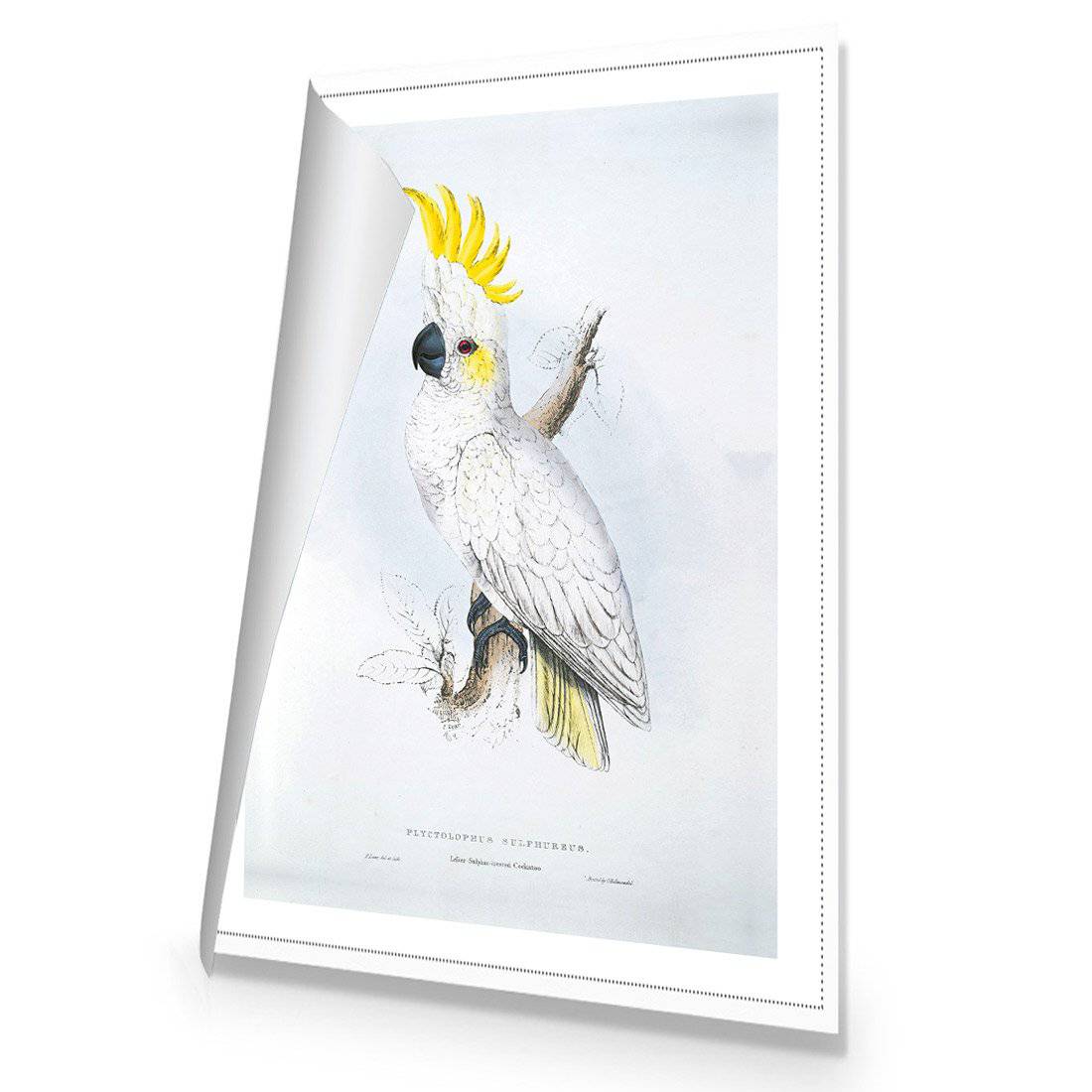 Sulphur-Crested Cockatoo - Edward Lear Canvas Art-Canvas-Wall Art Designs-45x30cm-Rolled Canvas-Wall Art Designs