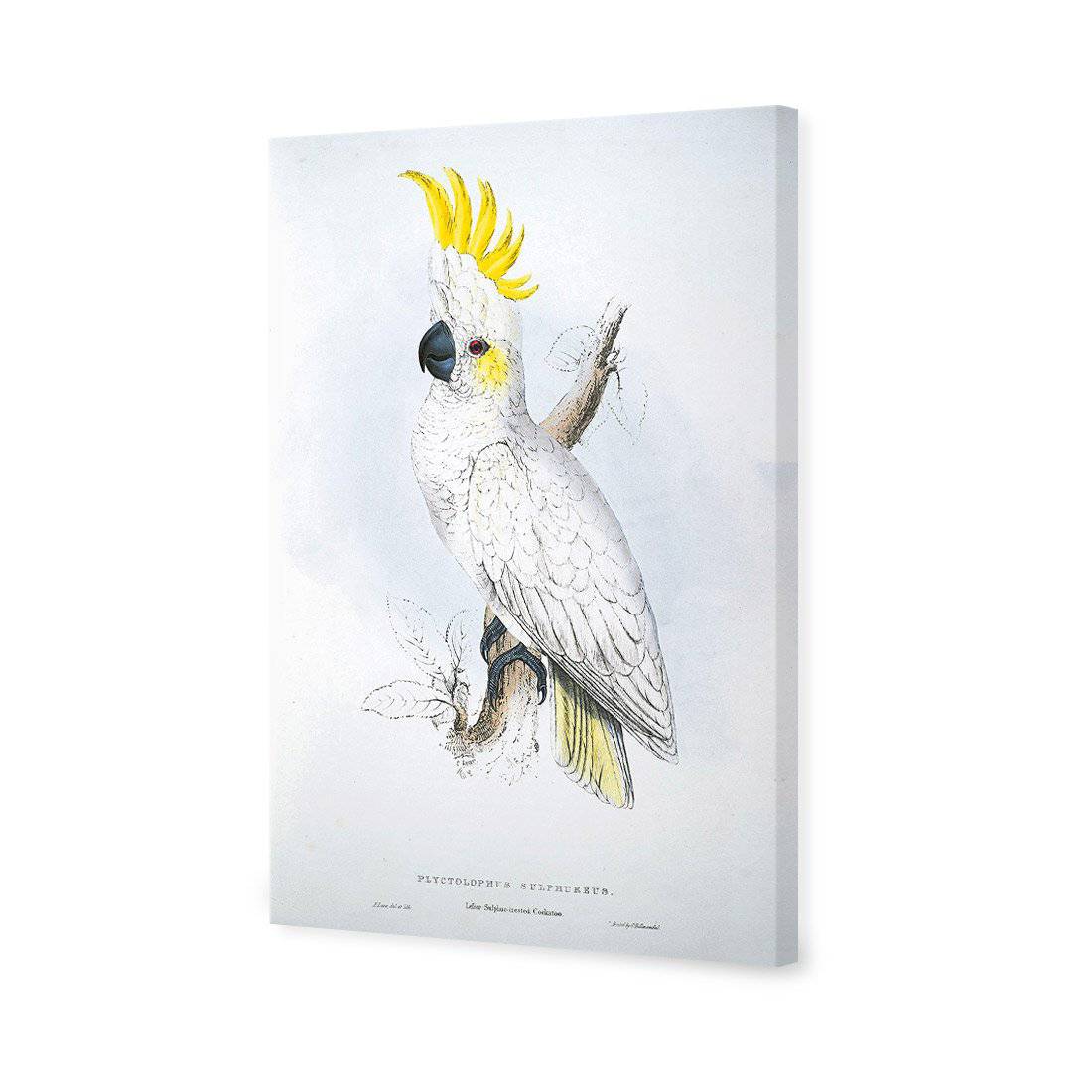Sulphur-Crested Cockatoo - Edward Lear Canvas Art-Canvas-Wall Art Designs-45x30cm-Canvas - No Frame-Wall Art Designs