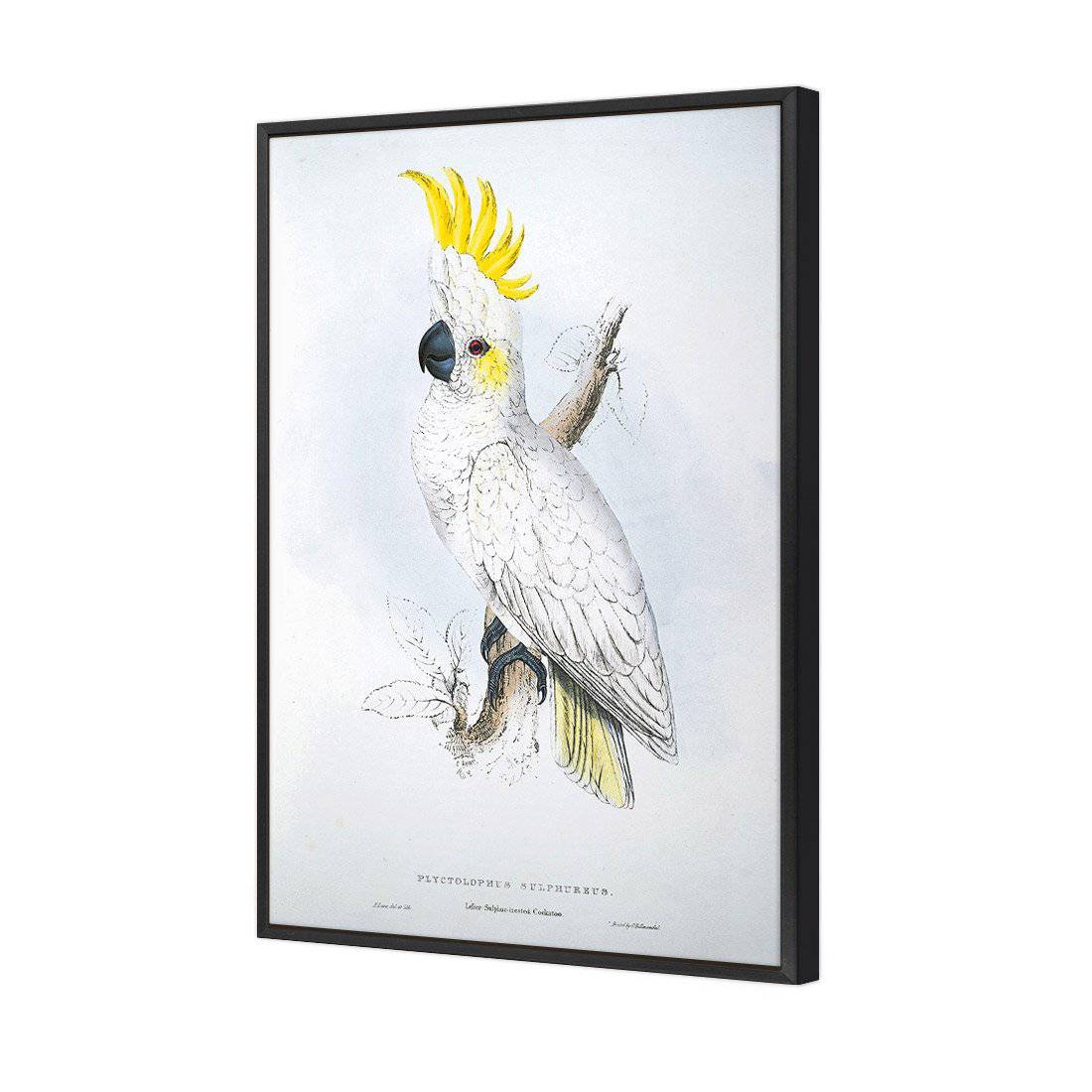Sulphur-Crested Cockatoo - Edward Lear Canvas Art-Canvas-Wall Art Designs-45x30cm-Canvas - Black Frame-Wall Art Designs