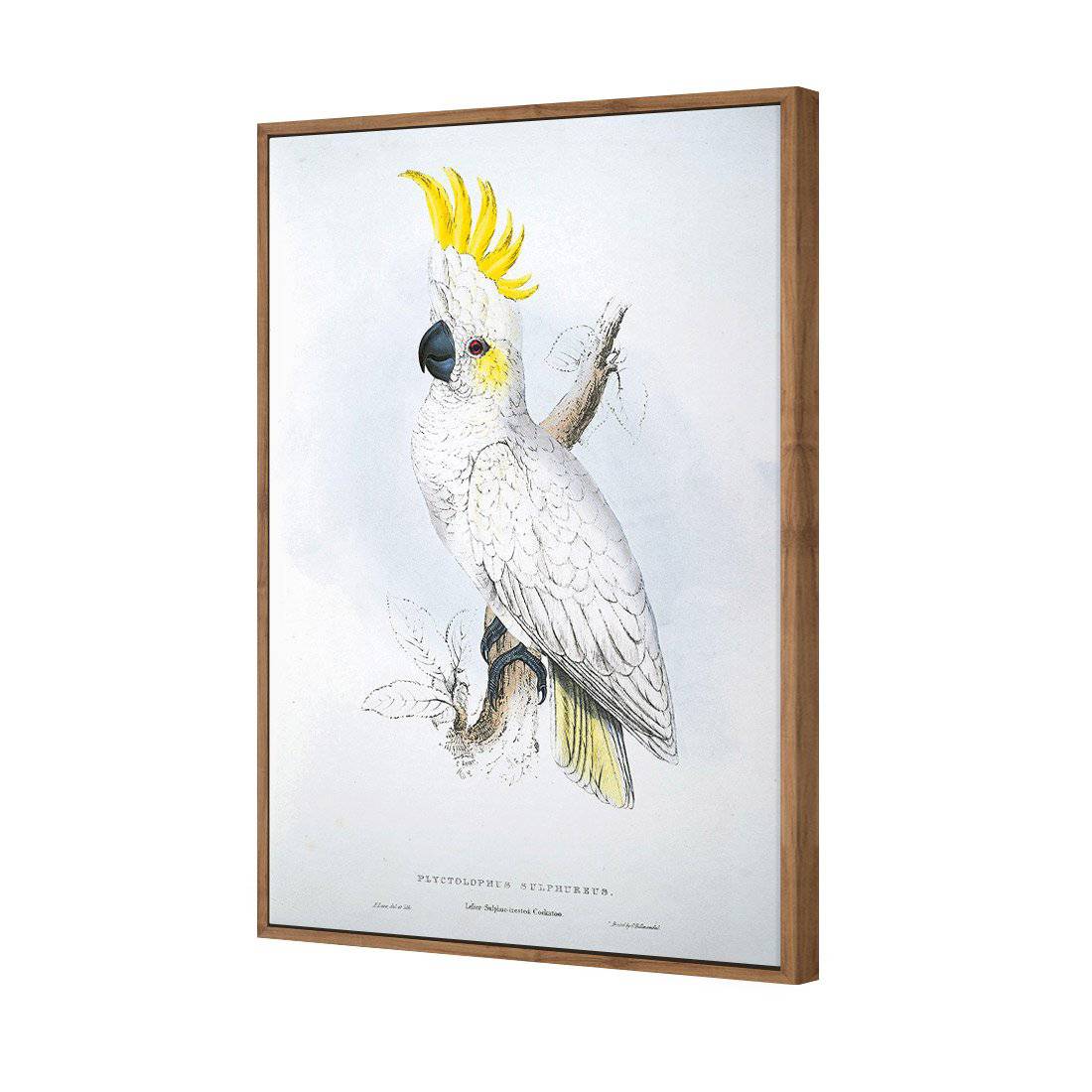 Sulphur-Crested Cockatoo - Edward Lear Canvas Art-Canvas-Wall Art Designs-45x30cm-Canvas - Natural Frame-Wall Art Designs