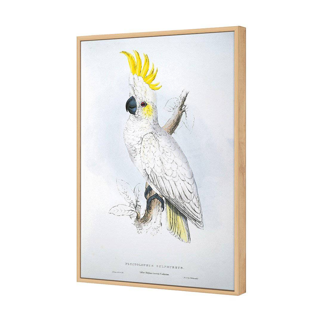 Sulphur-Crested Cockatoo - Edward Lear Canvas Art-Canvas-Wall Art Designs-45x30cm-Canvas - Oak Frame-Wall Art Designs