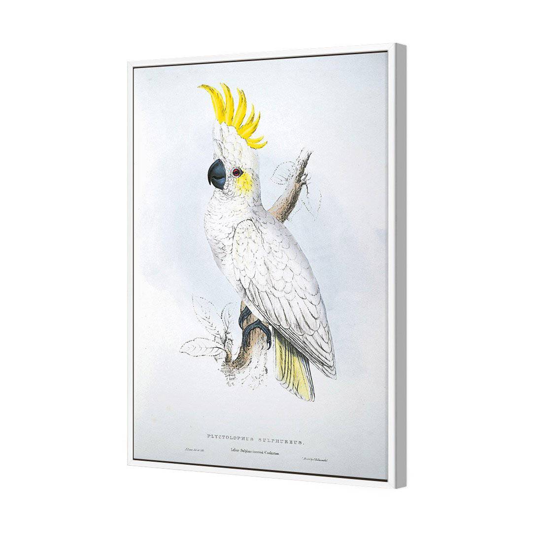Sulphur-Crested Cockatoo - Edward Lear Canvas Art-Canvas-Wall Art Designs-45x30cm-Canvas - White Frame-Wall Art Designs
