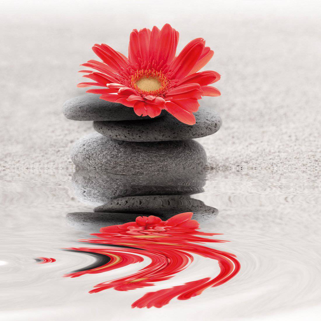 Red Flower Reflection, Square