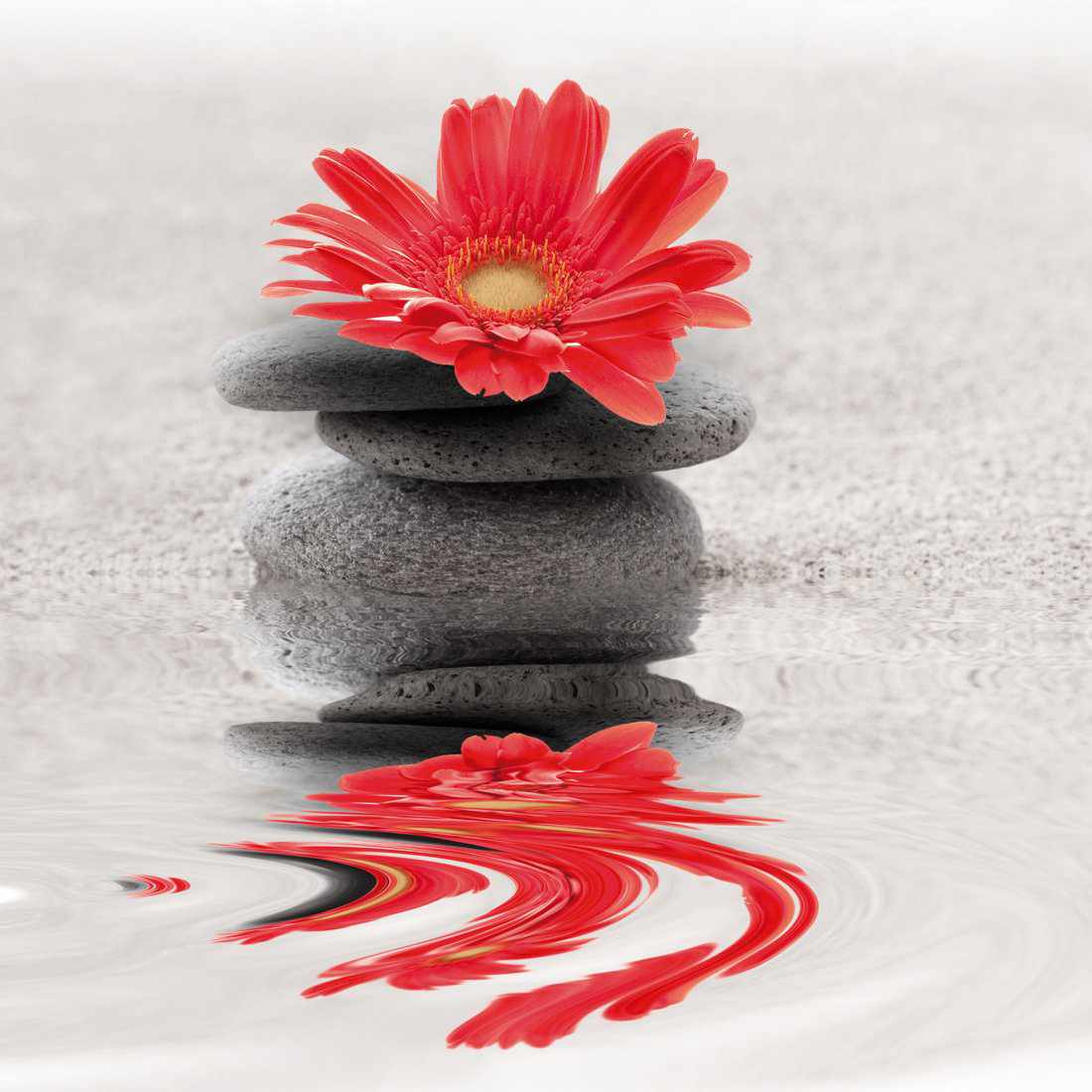 Red Flower Reflection, Square