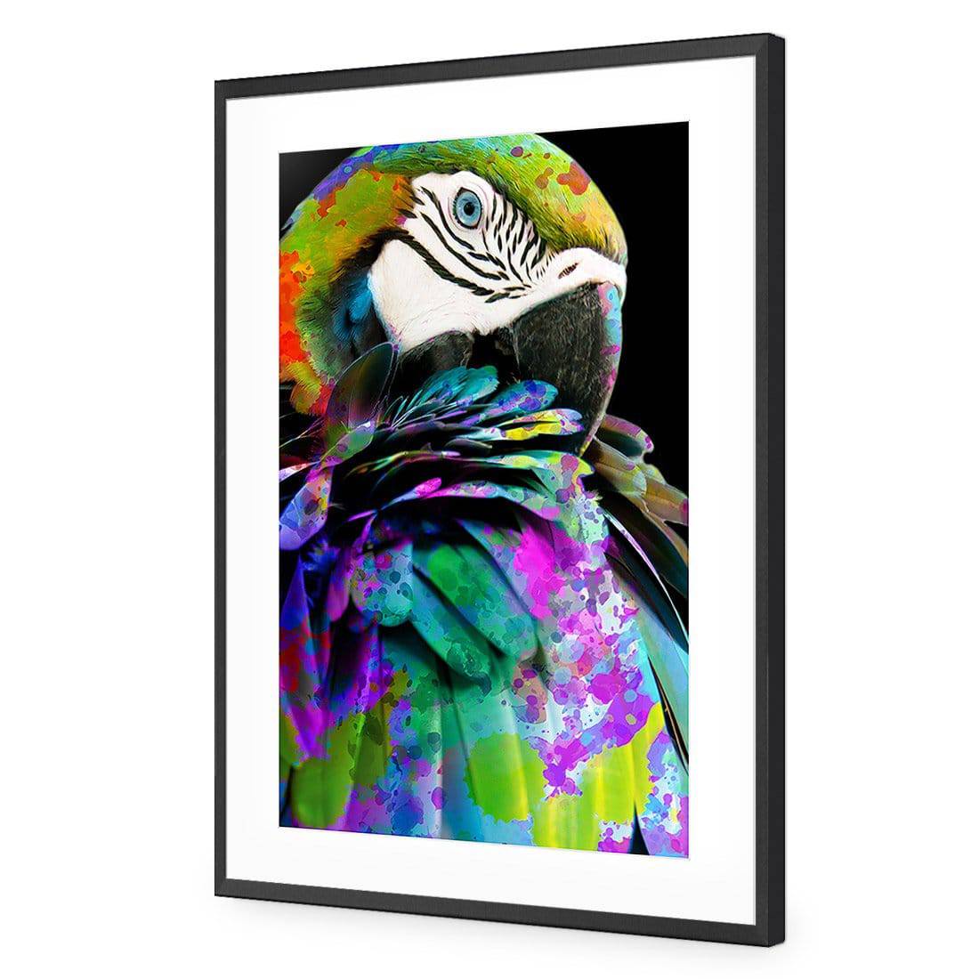 Coy Macaw-Acrylic-Wall Art Design-With Border-Acrylic - Black Frame-45x30cm-Wall Art Designs