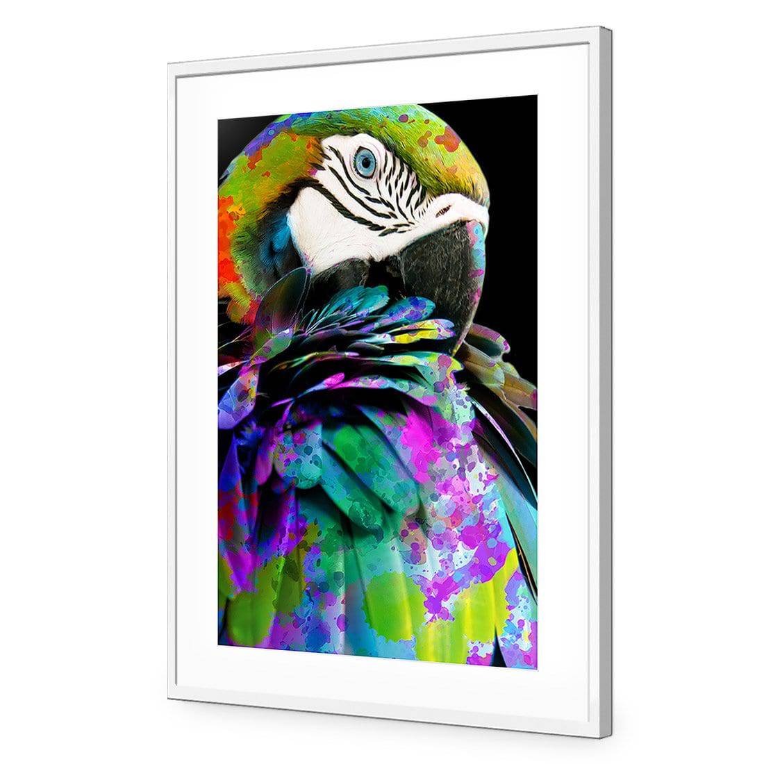 Coy Macaw-Acrylic-Wall Art Design-With Border-Acrylic - White Frame-45x30cm-Wall Art Designs