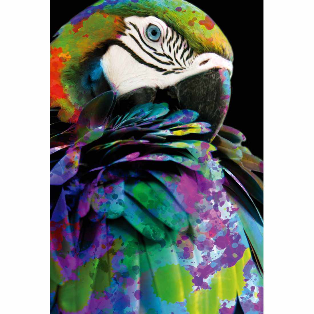 Coy Macaw-Acrylic-Wall Art Design-With Border-Acrylic - No Frame-45x30cm-Wall Art Designs