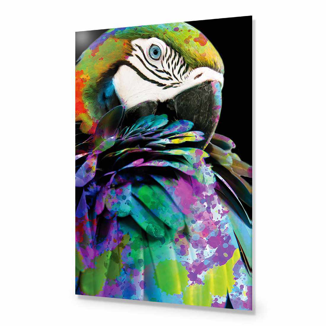 Coy Macaw-Acrylic-Wall Art Design-Without Border-Acrylic - No Frame-45x30cm-Wall Art Designs
