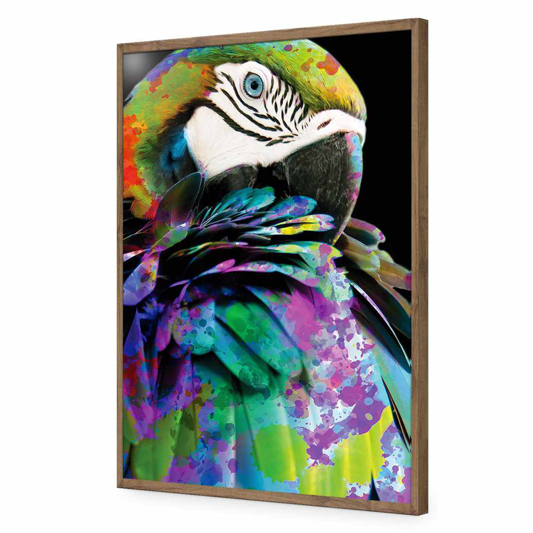 Coy Macaw-Acrylic-Wall Art Design-Without Border-Acrylic - Natural Frame-45x30cm-Wall Art Designs