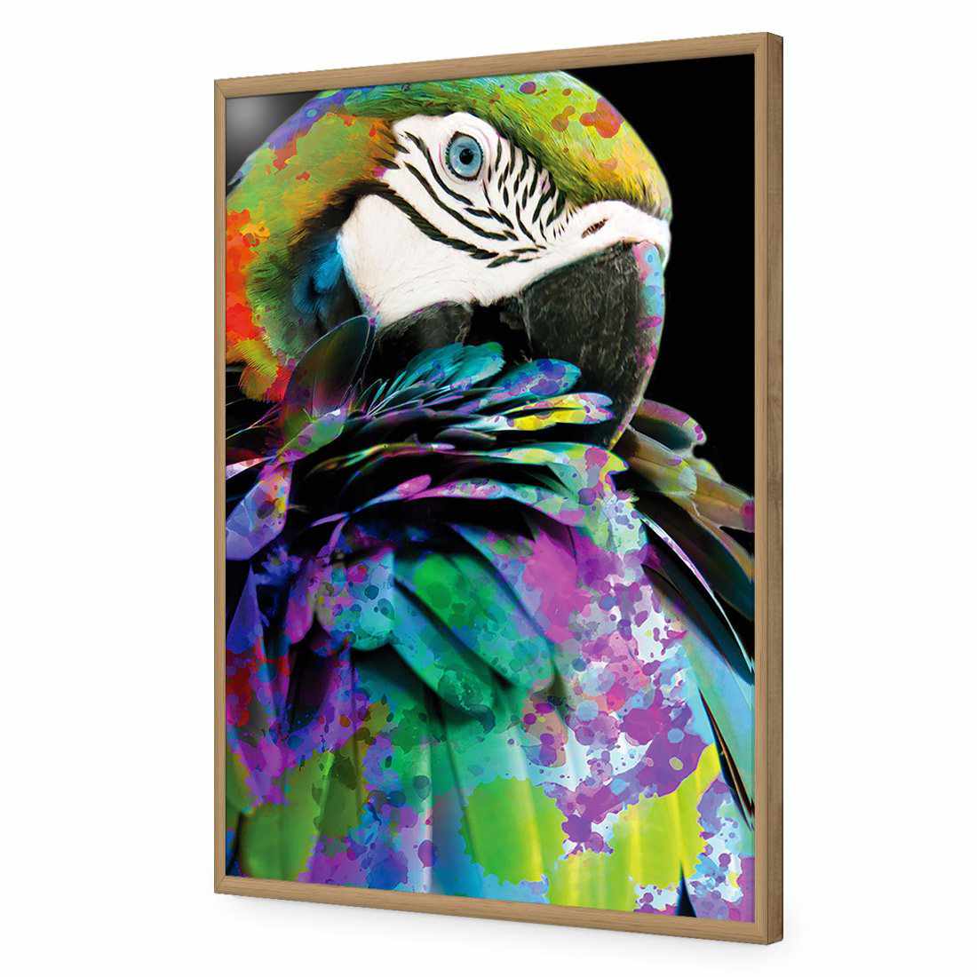 Coy Macaw-Acrylic-Wall Art Design-Without Border-Acrylic - Oak Frame-45x30cm-Wall Art Designs