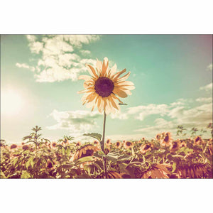 Sunflower Reborn