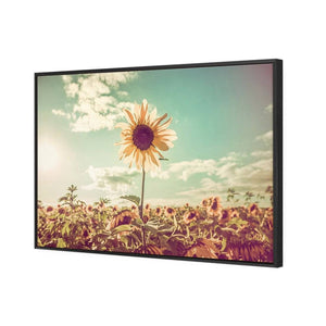 Sunflower Reborn | Classic Canvas | Floating Frame | Black