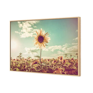 Sunflower Reborn | Classic Canvas | Floating Frame | Oak